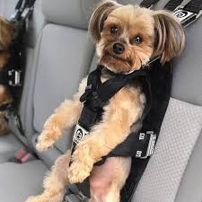 seat belt dog کمربند ایمنی سگ